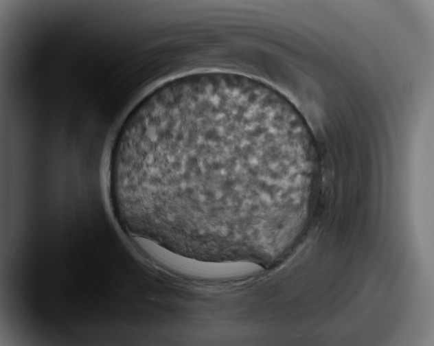 X0000087531523200705181021