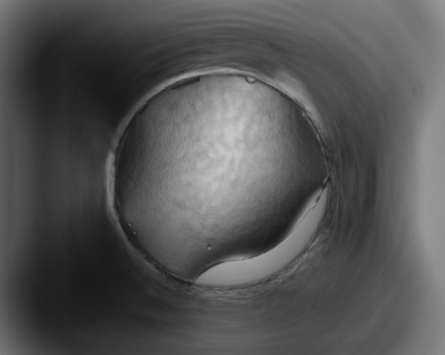 X0000087531524200705181021