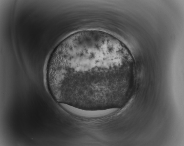 X0000087531525200705181021