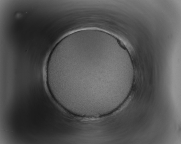 X0000087531526200705181021