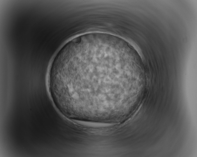 X0000087531531200705181021