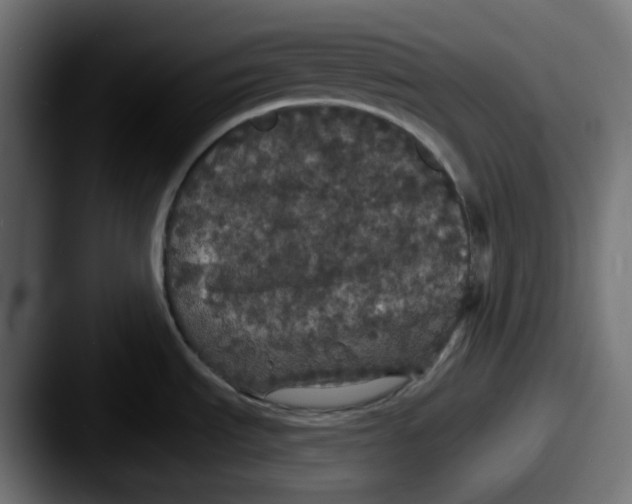 X0000087531535200705181021