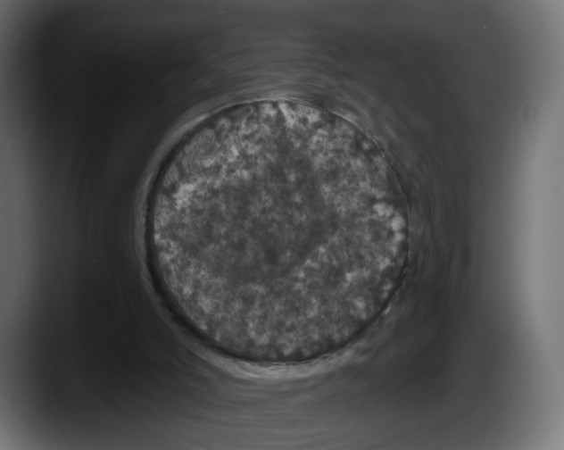 X0000087530006200705251709
