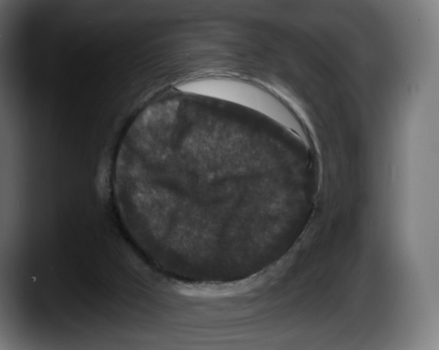 X0000087530009200705251709