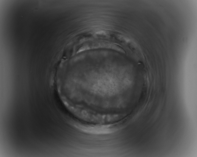 X0000087530032200705251708