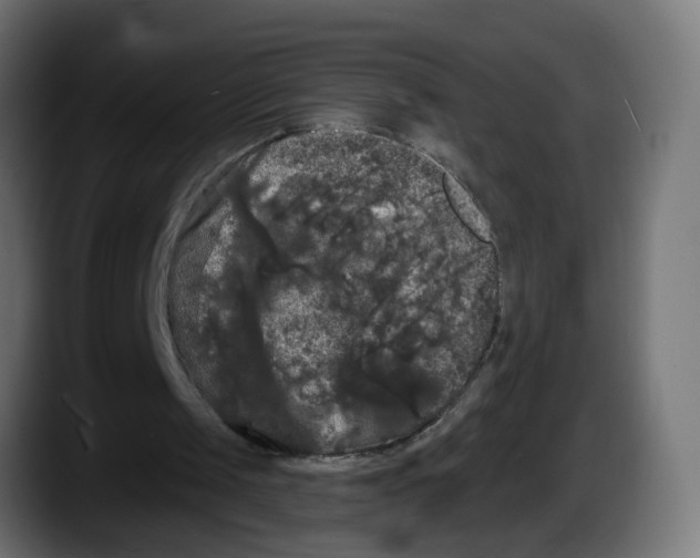 X0000087530049200705251708