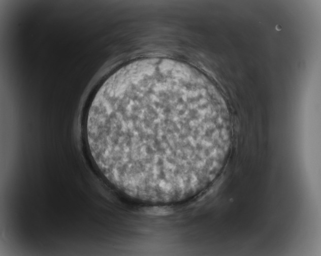 X0000087530102200705251708