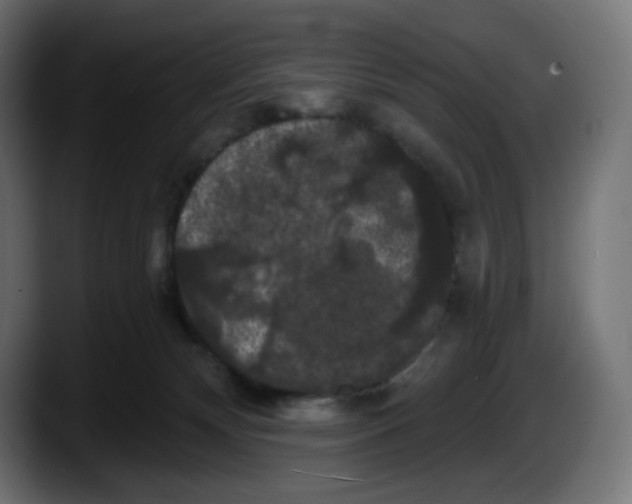 X0000087530132200705251707