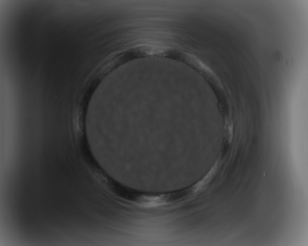 X0000087530170200705251707