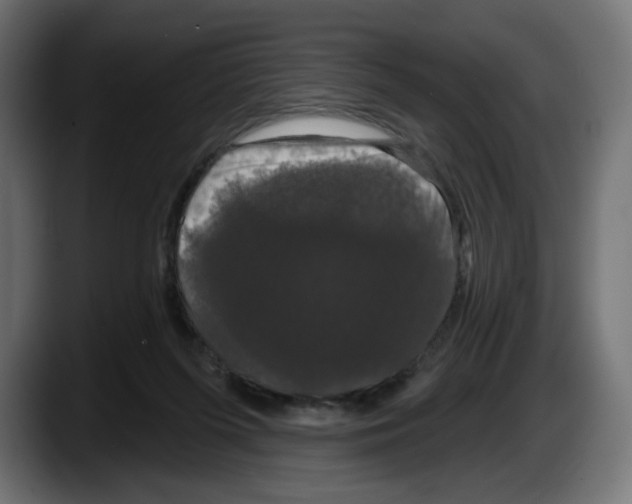 X0000087530215200705251706