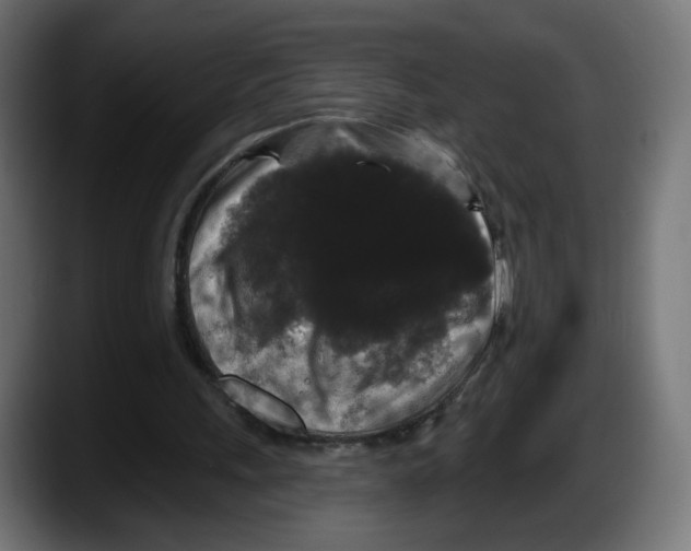 X0000087530243200705251705