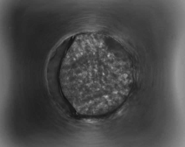 X0000087530244200705251705