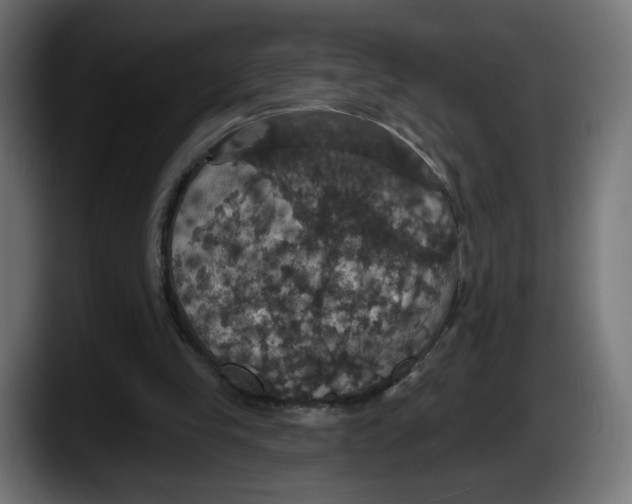 X0000087530245200705251705