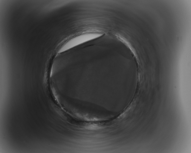 X0000087530249200705251705