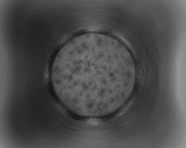 X0000087530261200705251705