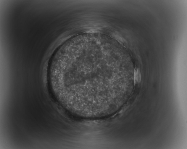 X0000087530291200705251705