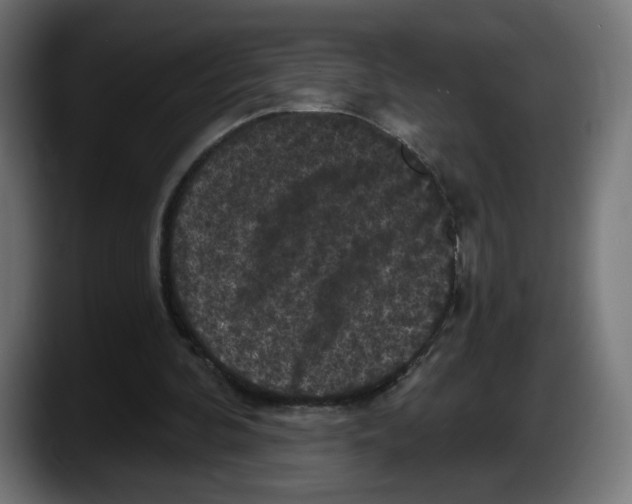 X0000087530292200705251705
