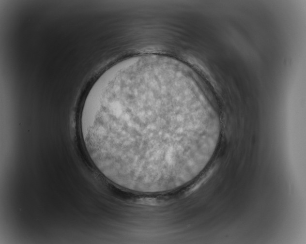 X0000087530298200705251705