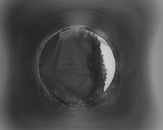 X0000087530337200705251704