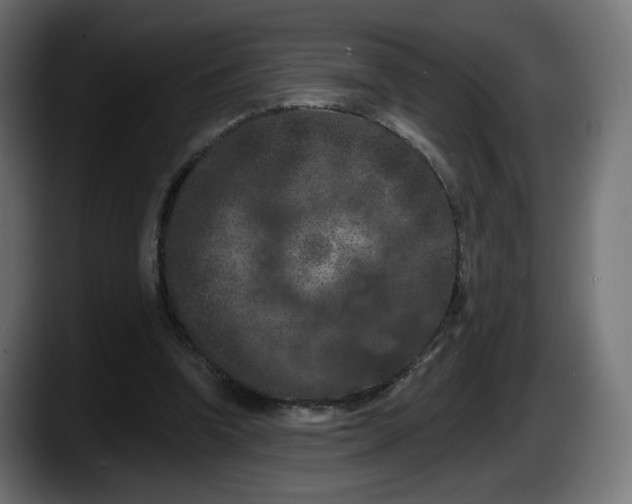 X0000087530346200705251704