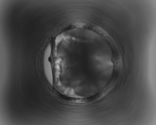 X0000087530365200705251704