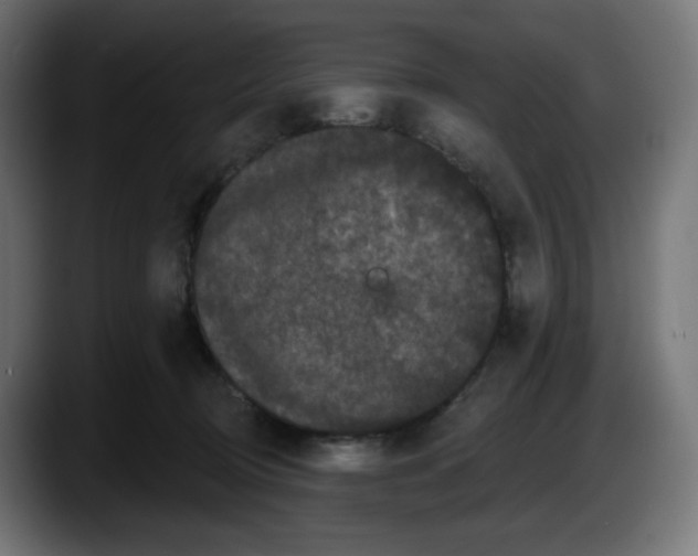 X0000087530370200705251704