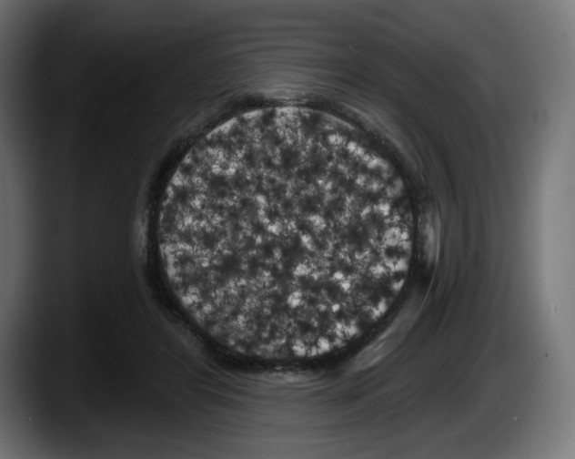 X0000087530404200705251704