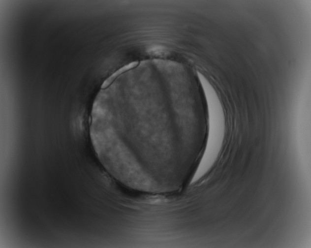 X0000087530424200705251703