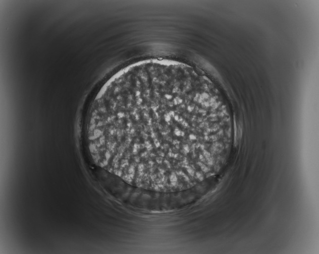 X0000087530435200705251703