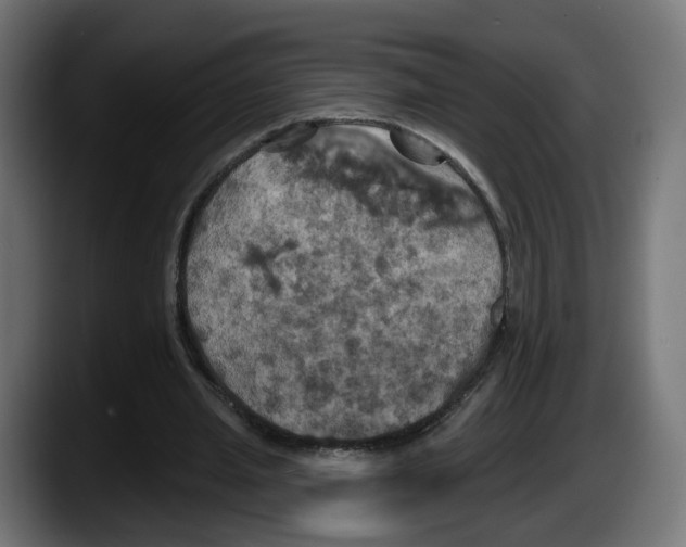 X0000087530437200705251703