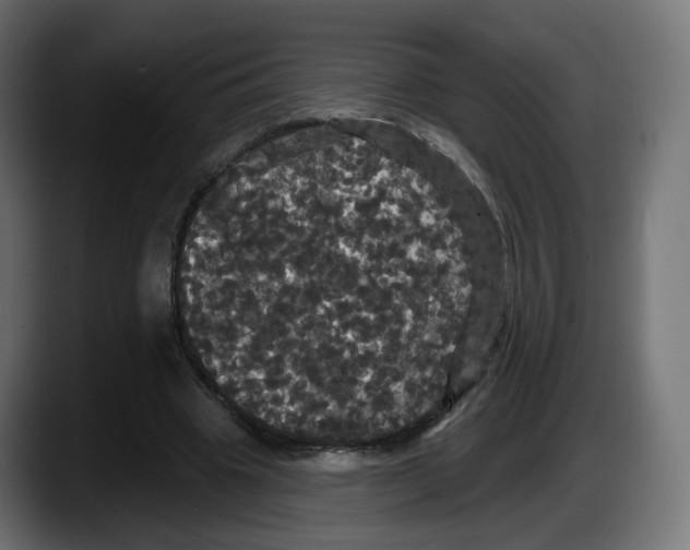 X0000087530441200705251703