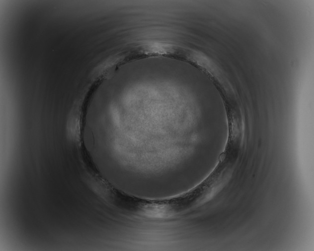 X0000087530444200705251703