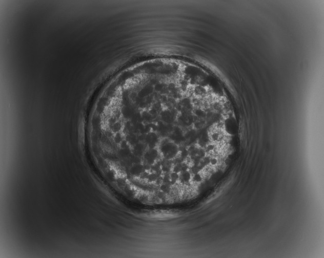 X0000087530445200705251703