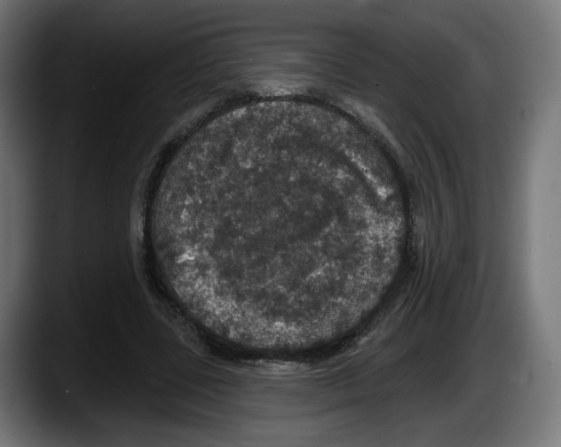 X0000087530539200705251702