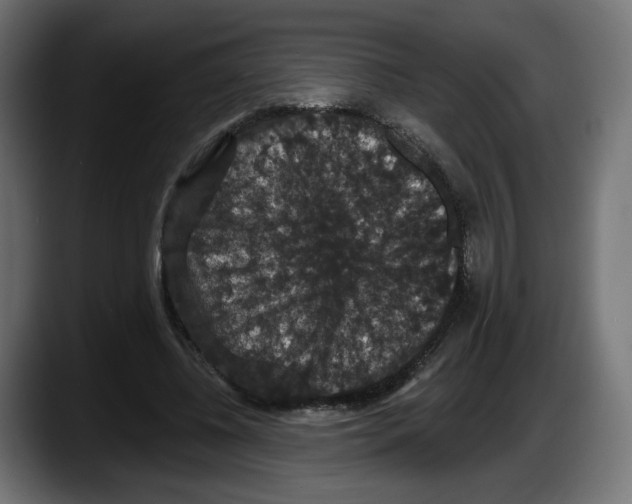 X0000087530540200705251702