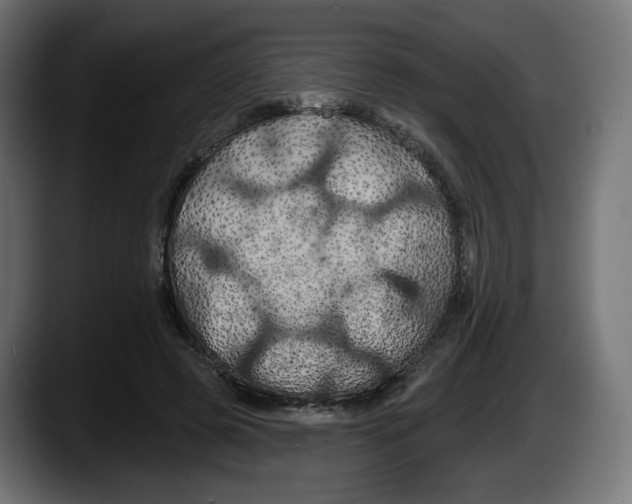 X0000087530545200705251702