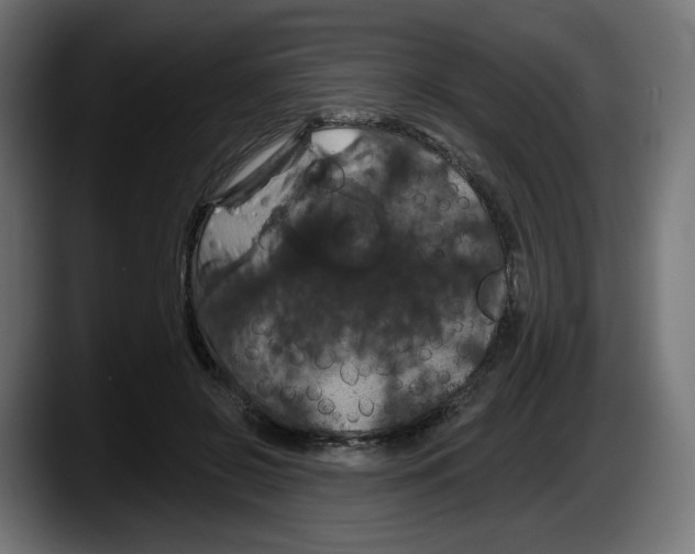 X0000087530550200705251702