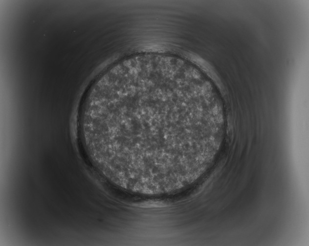 X0000087530578200705251701