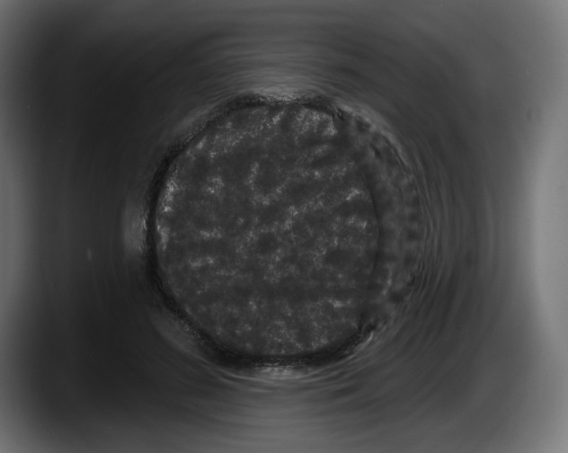 X0000087530596200705251701