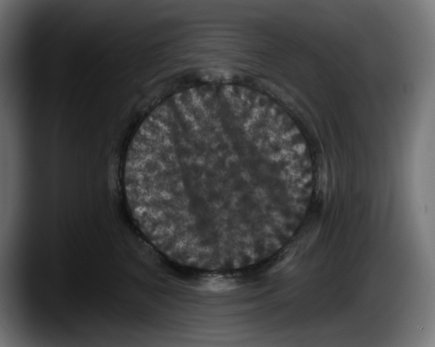 X0000087530616200705251701