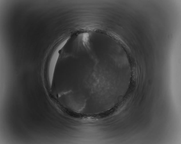 X0000087530634200705251700