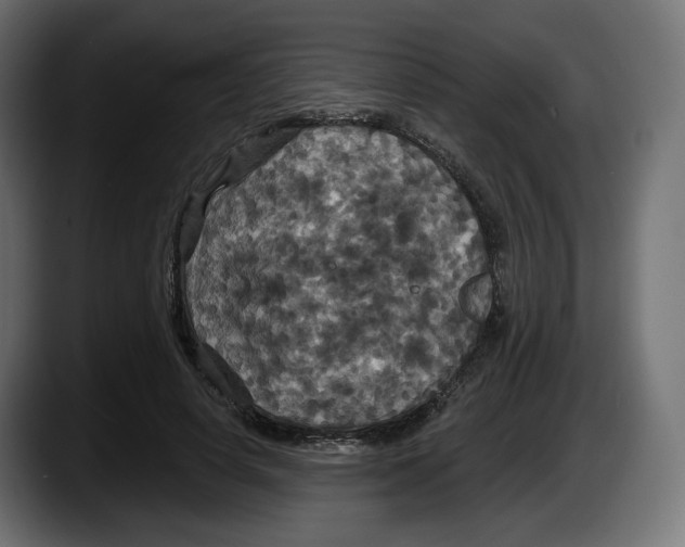 X0000087530642200705251700
