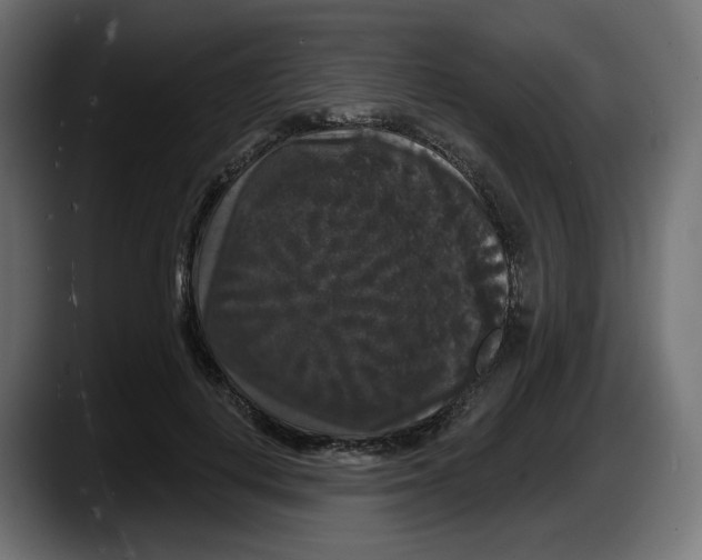 X0000087530648200705251700