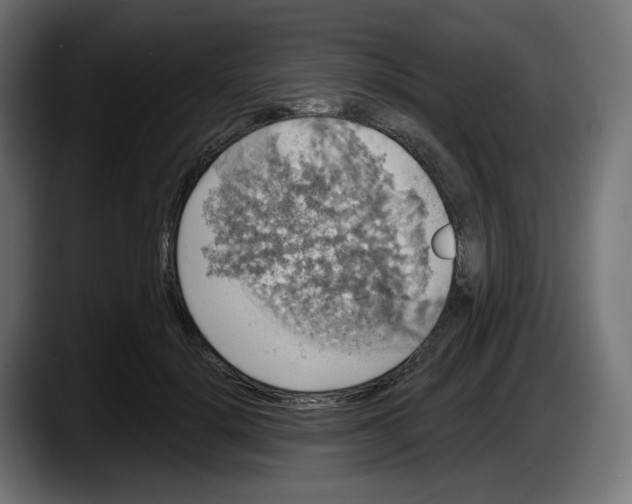 X0000087530652200705251700