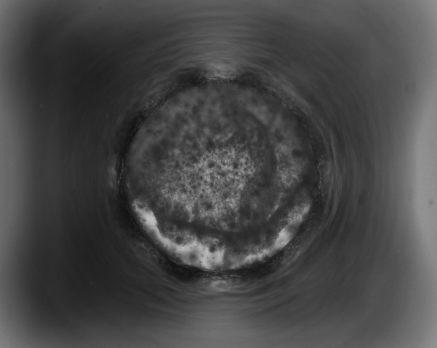 X0000087530655200705251701