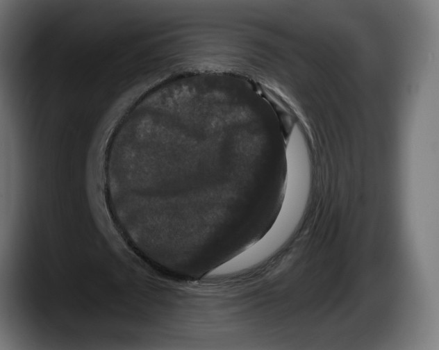 X0000087530673200705251700