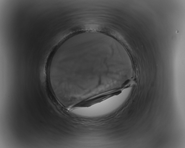 X0000087530674200705251700
