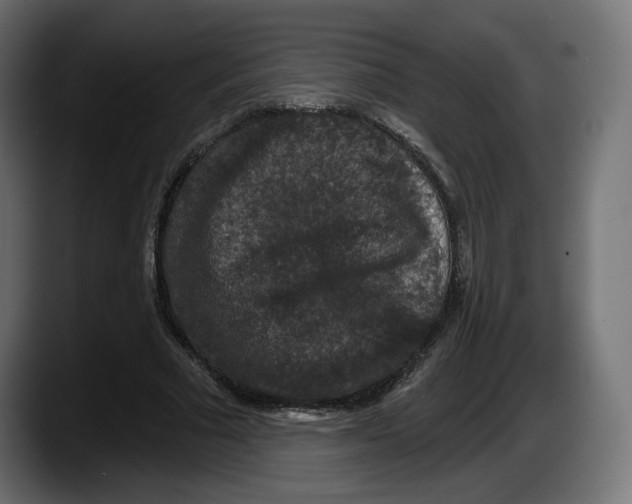 X0000087530681200705251700