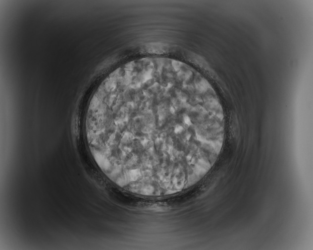 X0000087530683200705251700