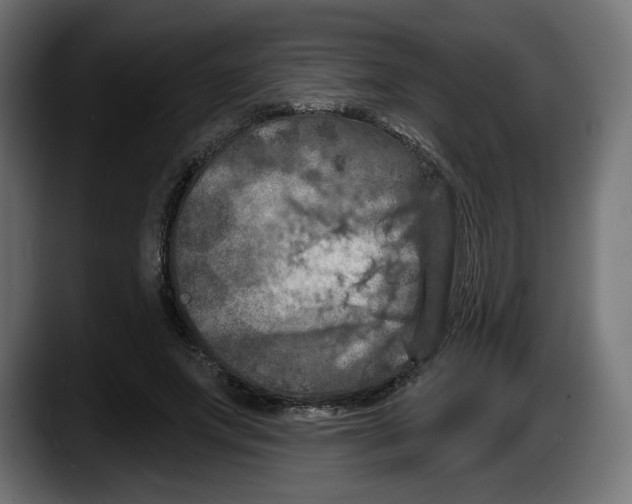 X0000087530687200705251700